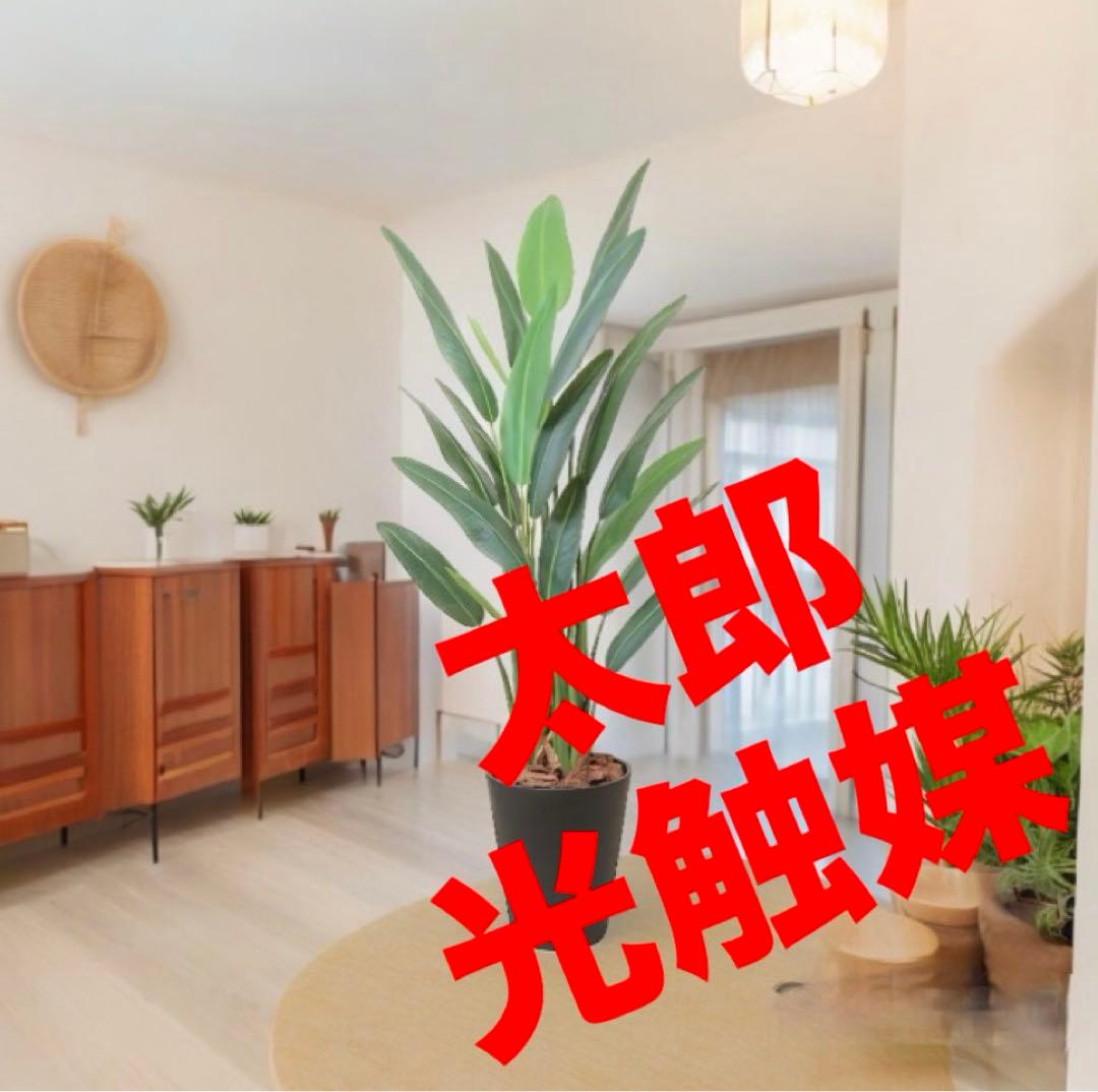 光触媒　人工観葉植物　ウォールグリーン　フェイクグリーン　ストレチアレギア