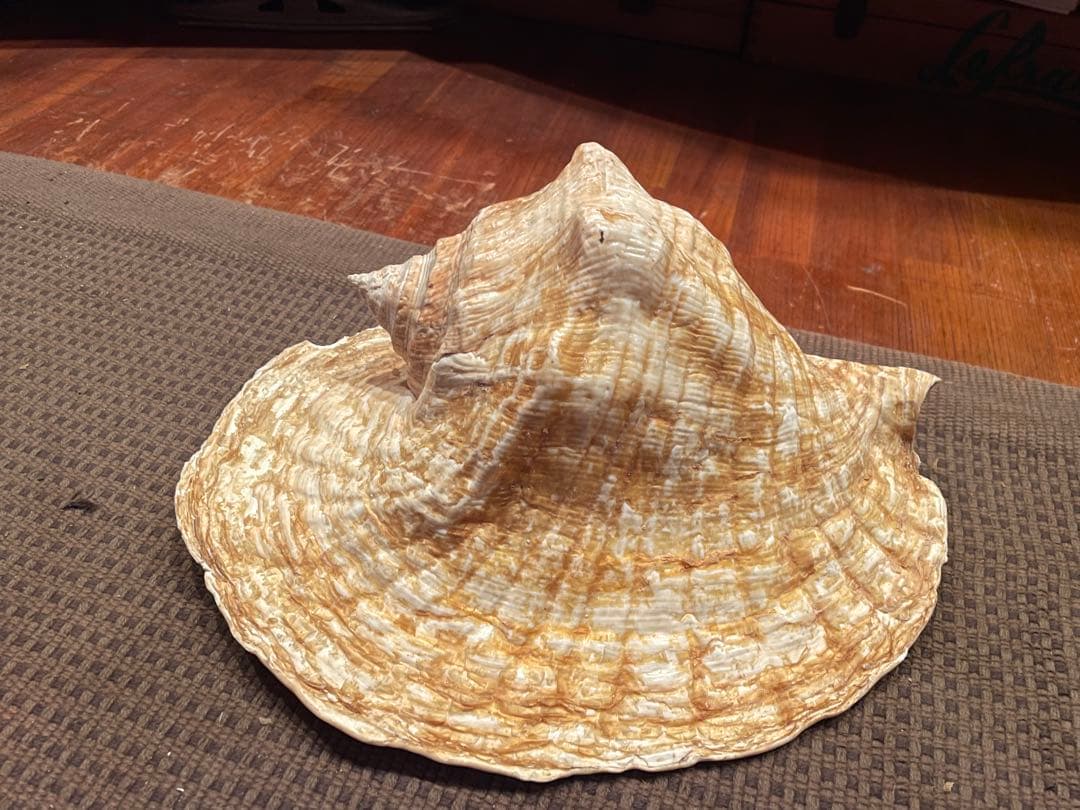 天然貝殻 インテリア装飾品 大きめ クイーンコンクシェル