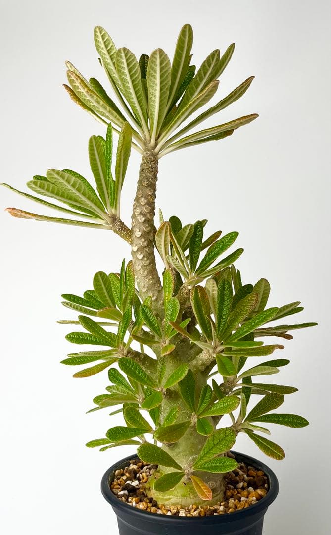 【レア/塊根植物】ドルステニア ギガス 鉢植え B-1