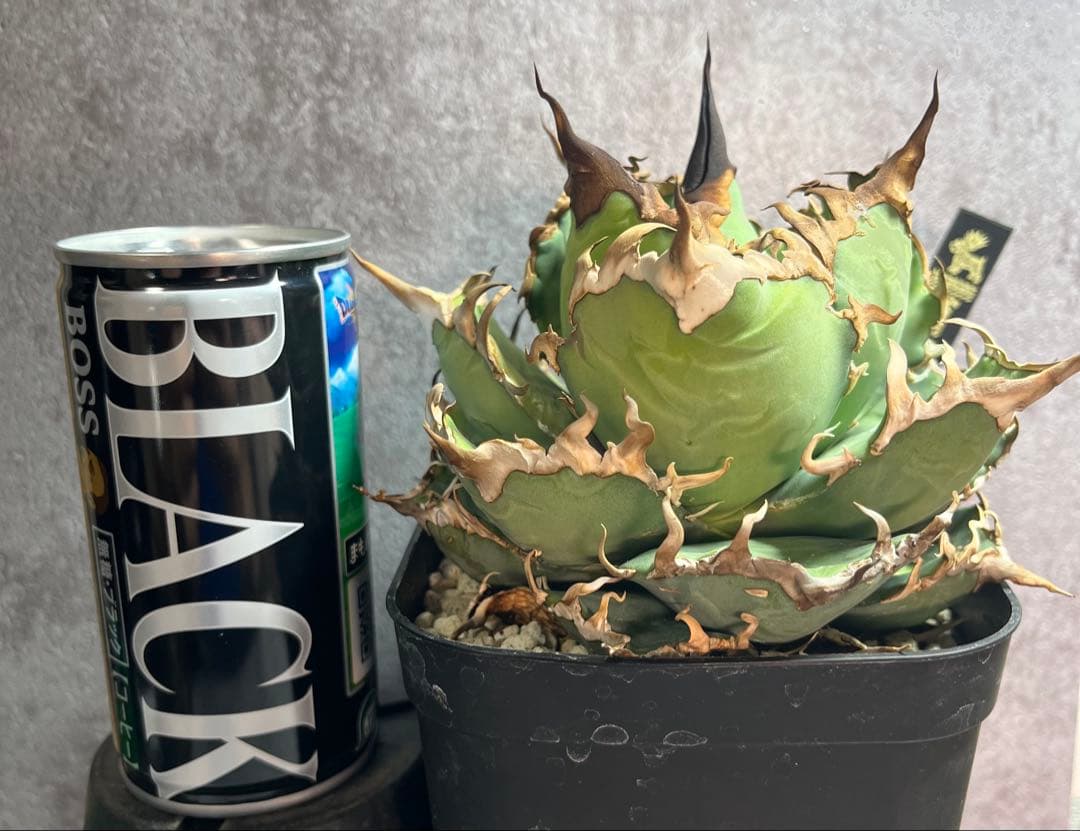 アガベ　チタノタ　シーザー　美株　ボール形　タグ付き　【S】