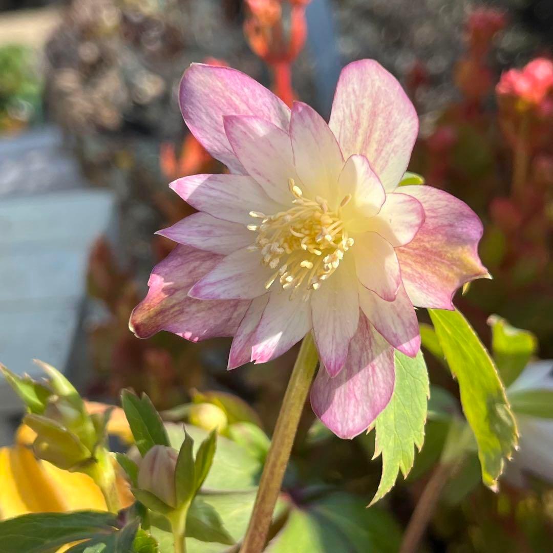 さ*き様 ❤️充実株❤️☘️お盆イベント☘️1300 ⭐️超透明感⭐️【蜃気楼】