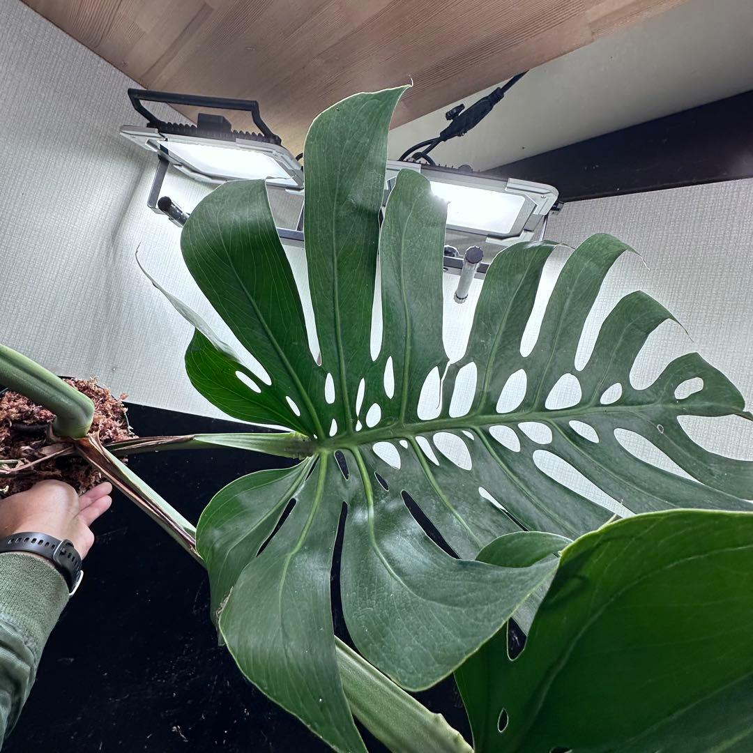 モンステラデリシオーサマクロコズム超希少系統鉢植え103㎝
