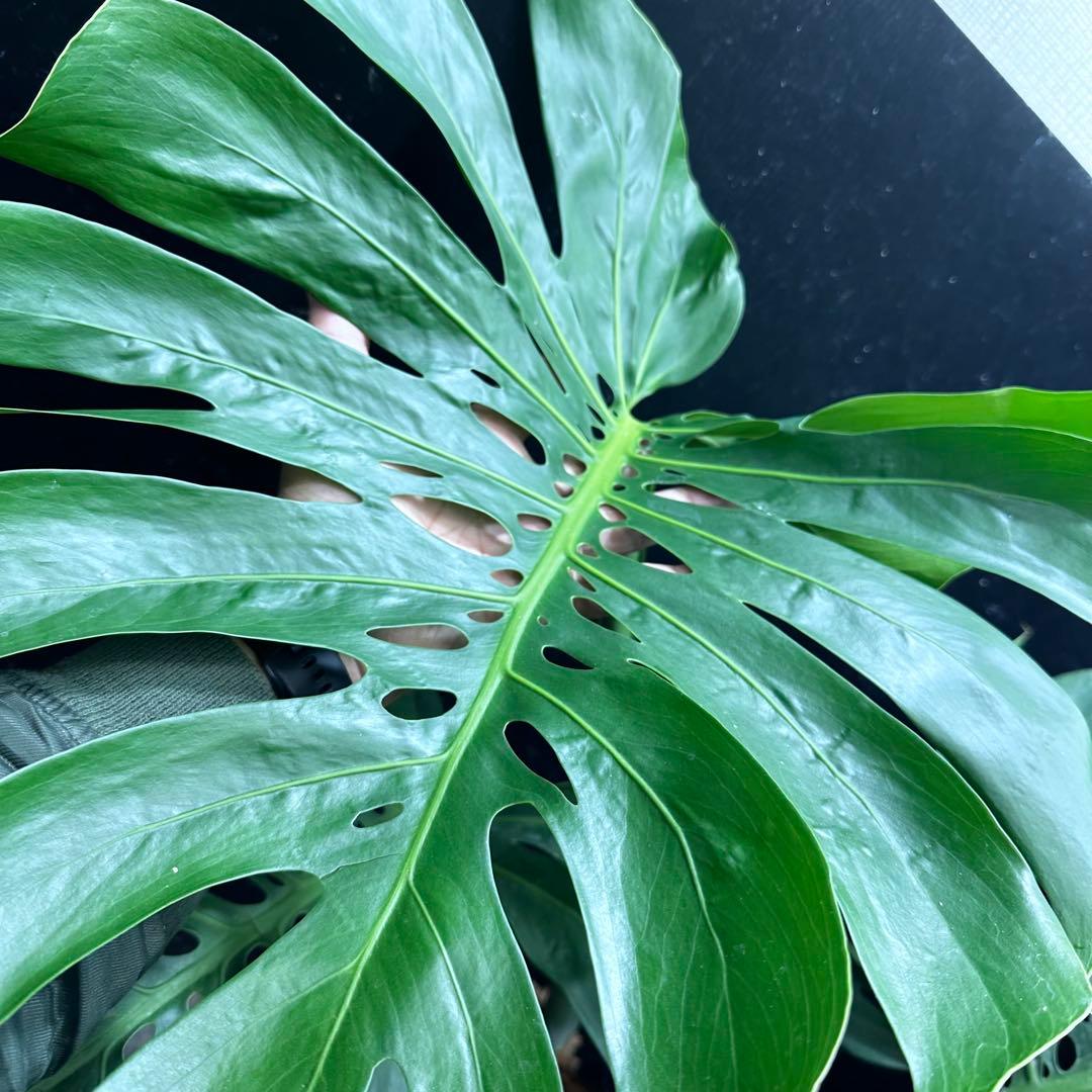 モンステラデリシオーサマクロコズム超希少系統鉢植え103㎝