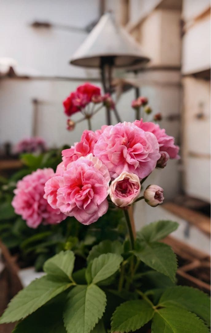 超新品ゼラニウム苗