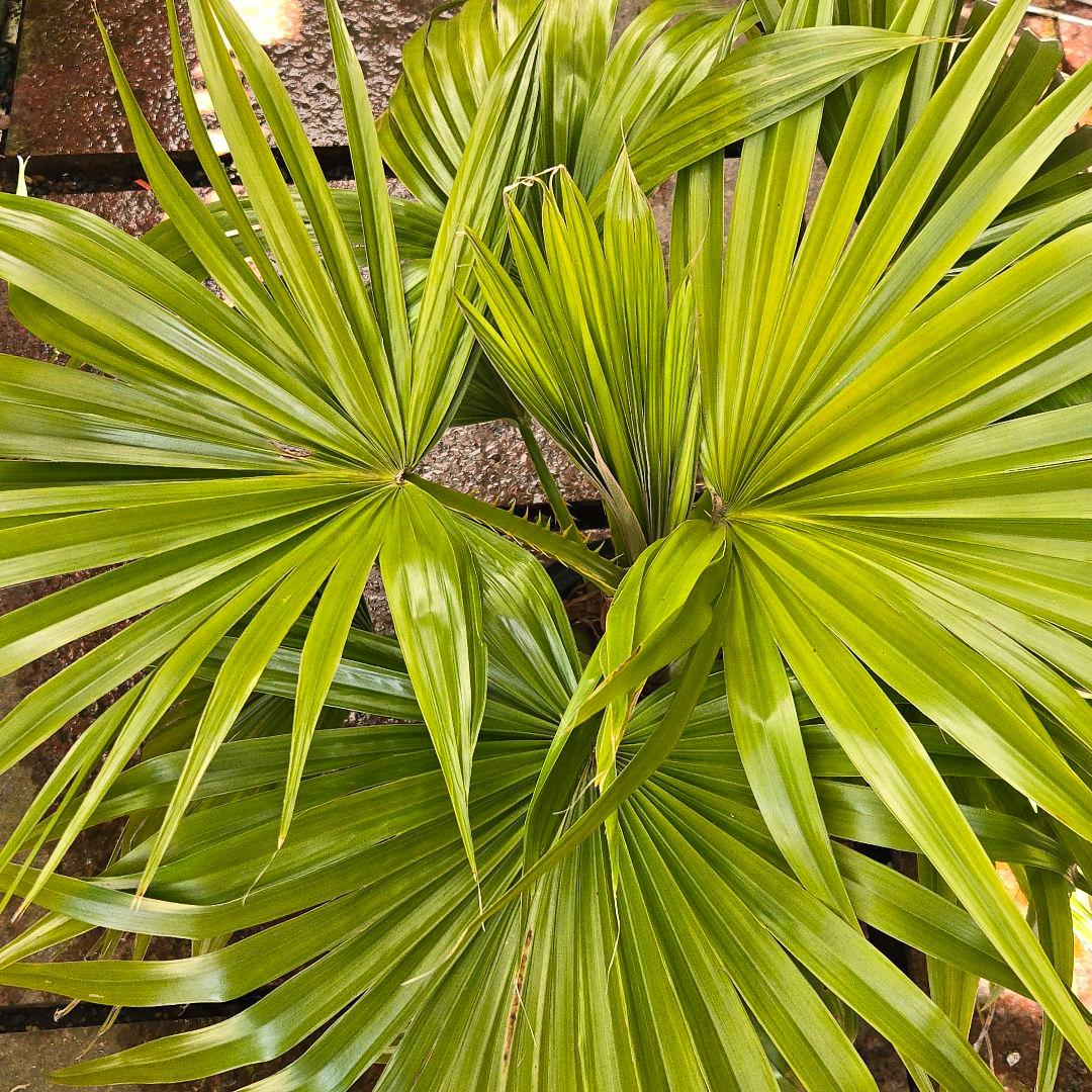 ✨️八丈島の椰子✨️ゆうパック着払い発送✨️