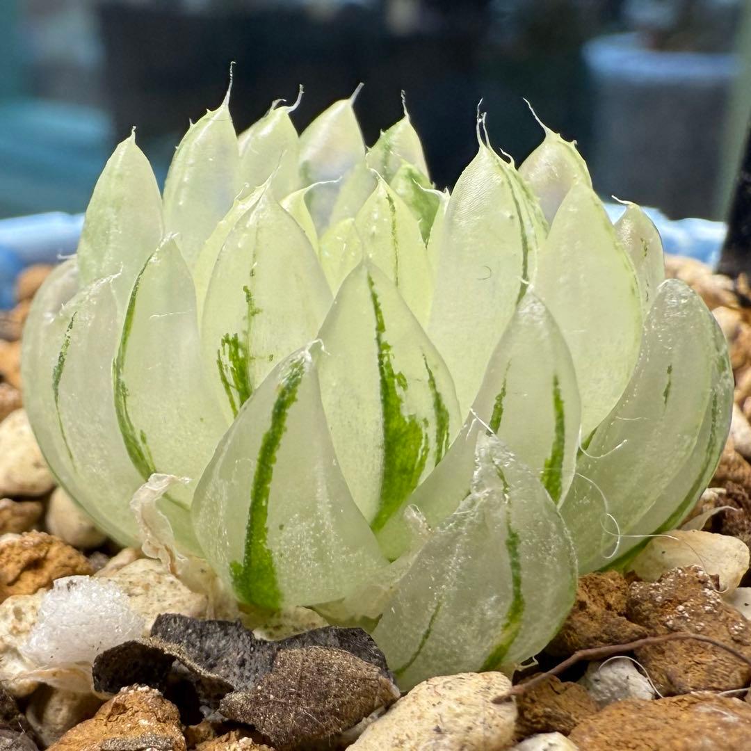 ハオルチア⭐️ 月の恋人⭐️ 斑入り 美苗　美品　発根済み。