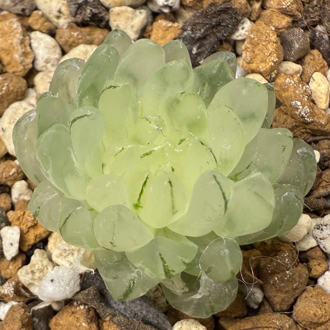 ハオルチア⭐️ 月の恋人⭐️ 斑入り 美苗　美品　発根済み。