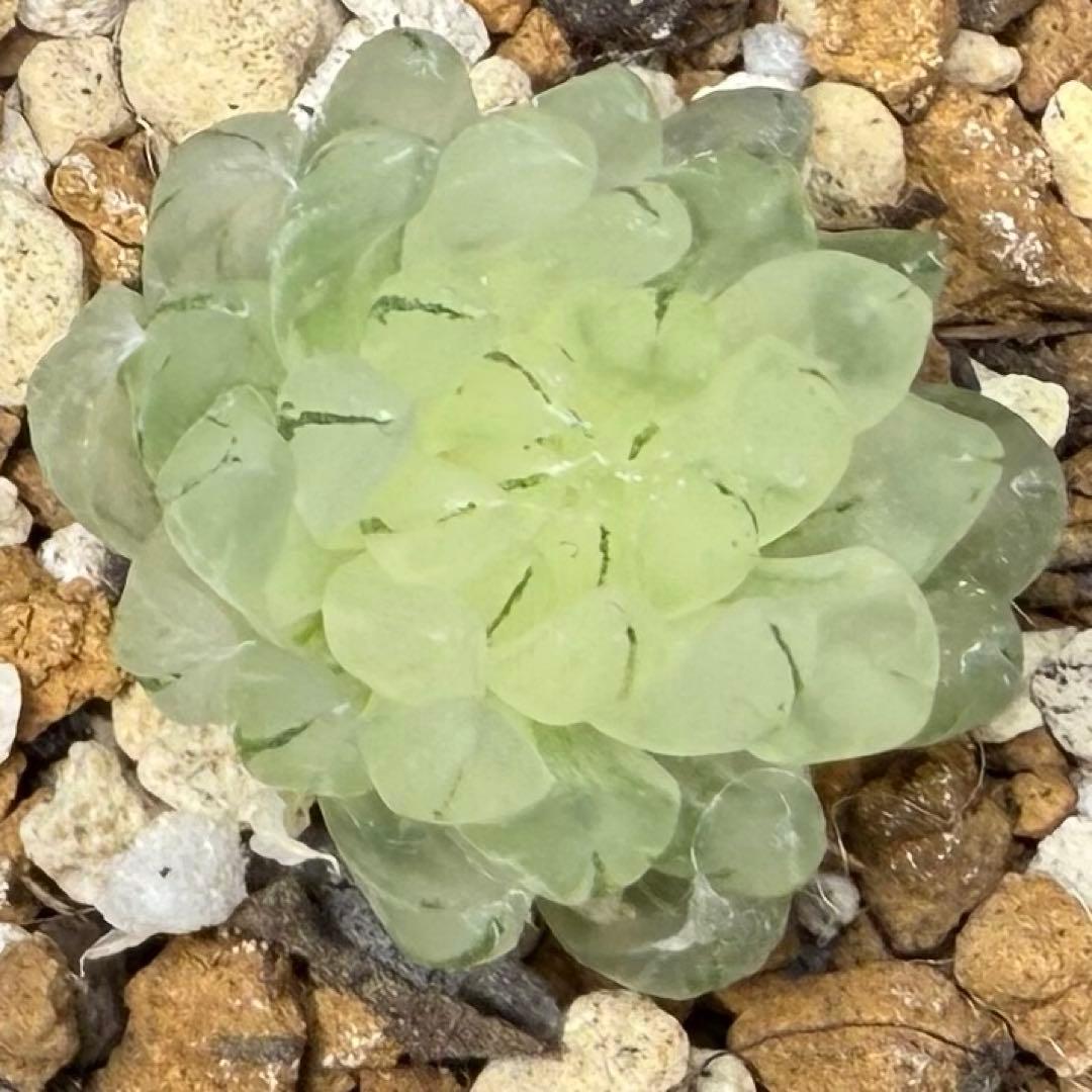 ハオルチア⭐️ 月の恋人⭐️ 斑入り 美苗　美品　発根済み。