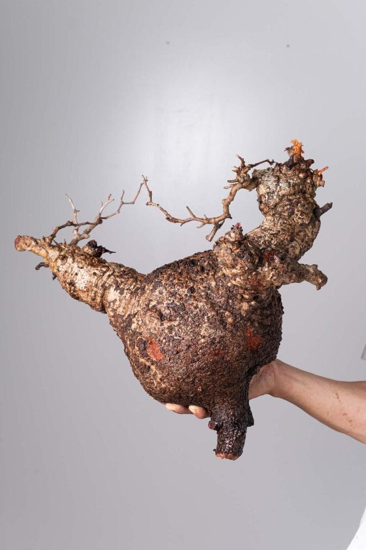 LP90 オペルクリカリア パキプス コーデックス ベアルート株