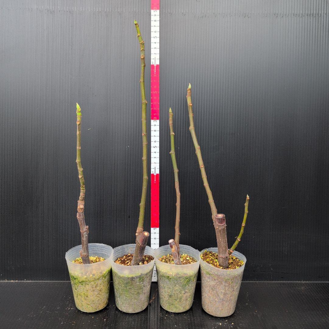 プ*ケ様 イチジクの苗 4種セット(4)