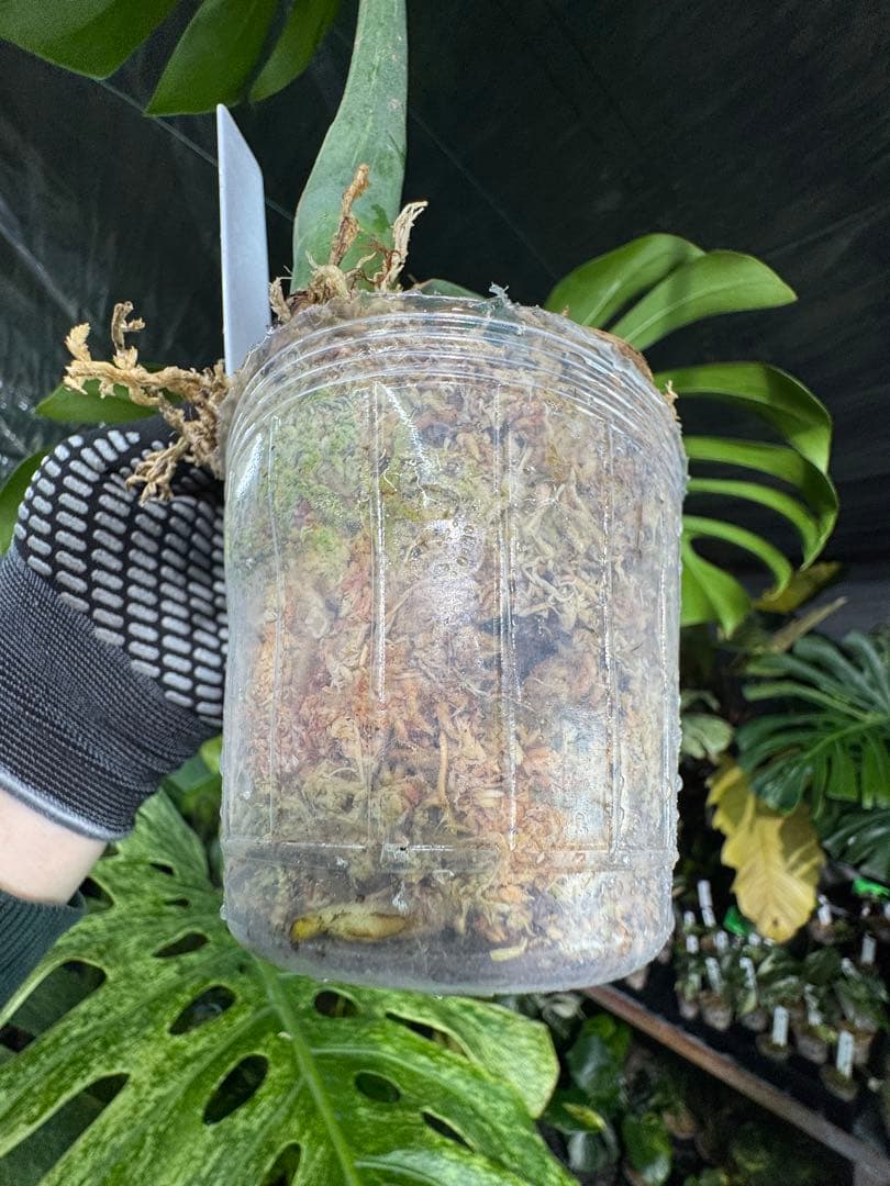 モンステラ　ボルギシアナ　x デリシオーサ　ミント　健康カット成長点