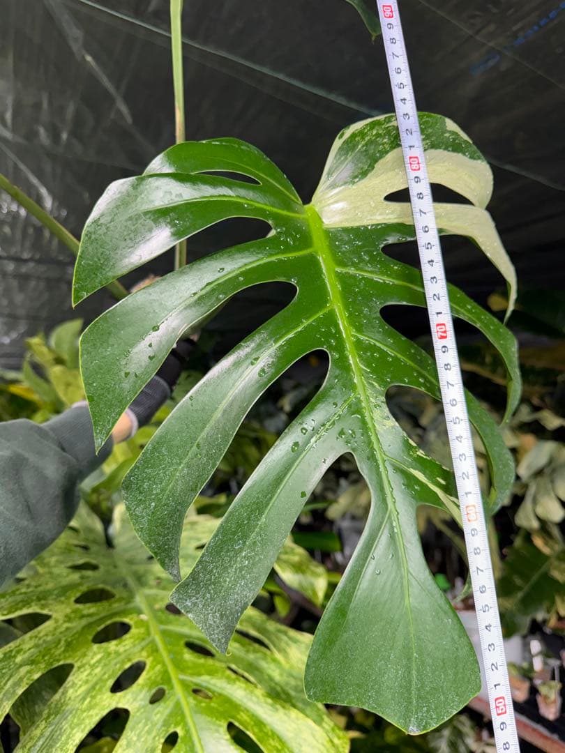 モンステラ　ボルギシアナ　x デリシオーサ　ミント　健康カット成長点