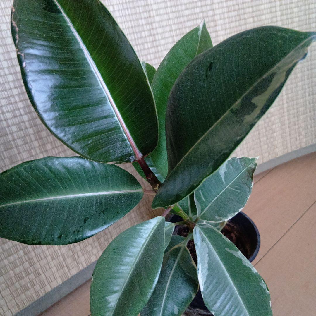 フィカス　エラスティカ　\