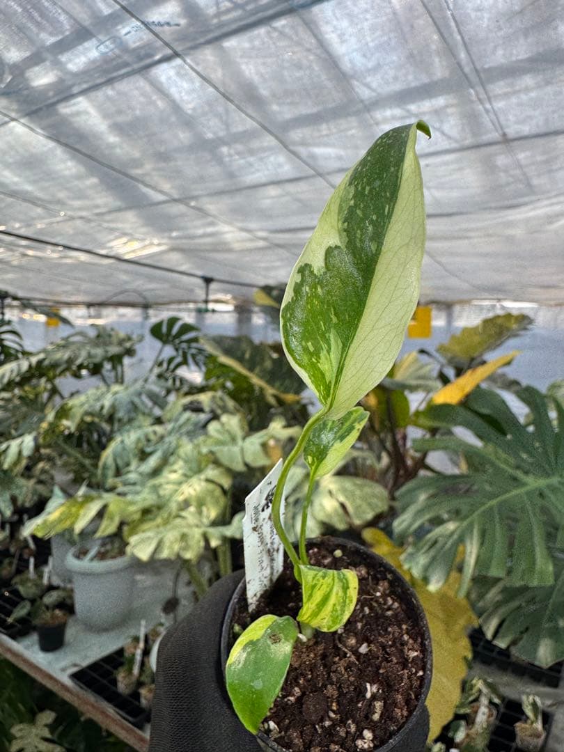 E3モンステラ　デリシオーサ　エレクトロライト　美斑入り株