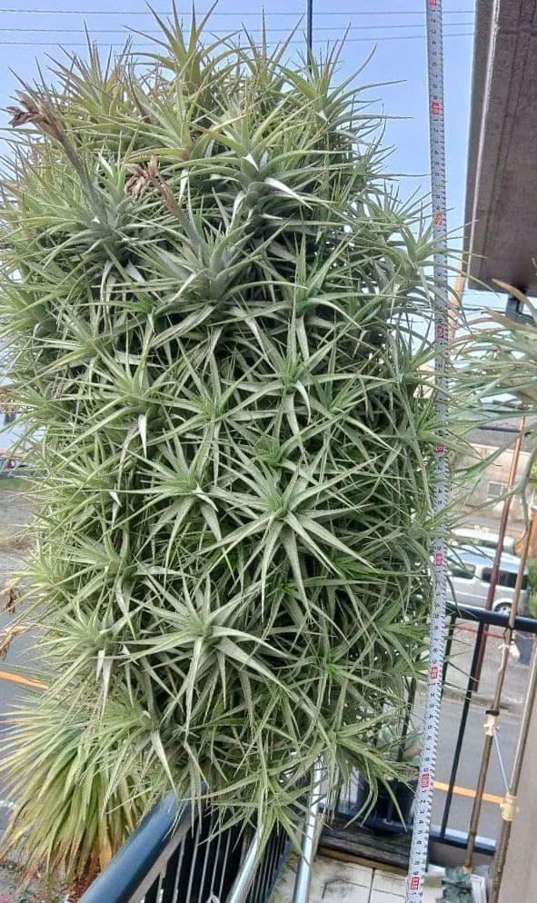 #エアープランツクランプ　ティランジア　ベルゲリー大型クランプ