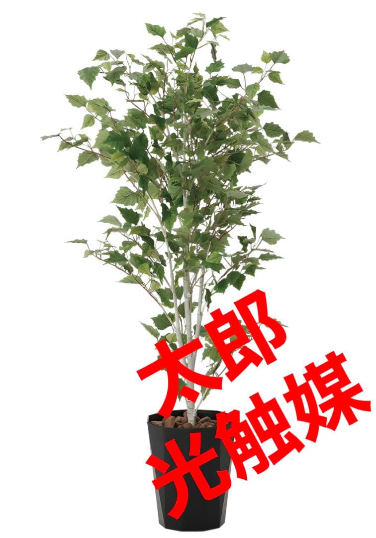 光触媒　人工観葉植物　ウォールグリーン　フェイクグリーン　白樺1.4m