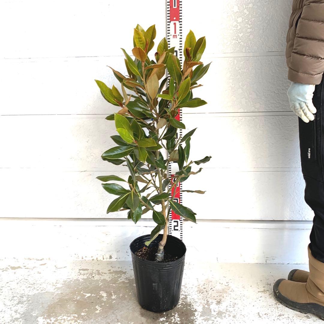 タイサンボク　リトルジェム　約90cm 苗木/希少種 03