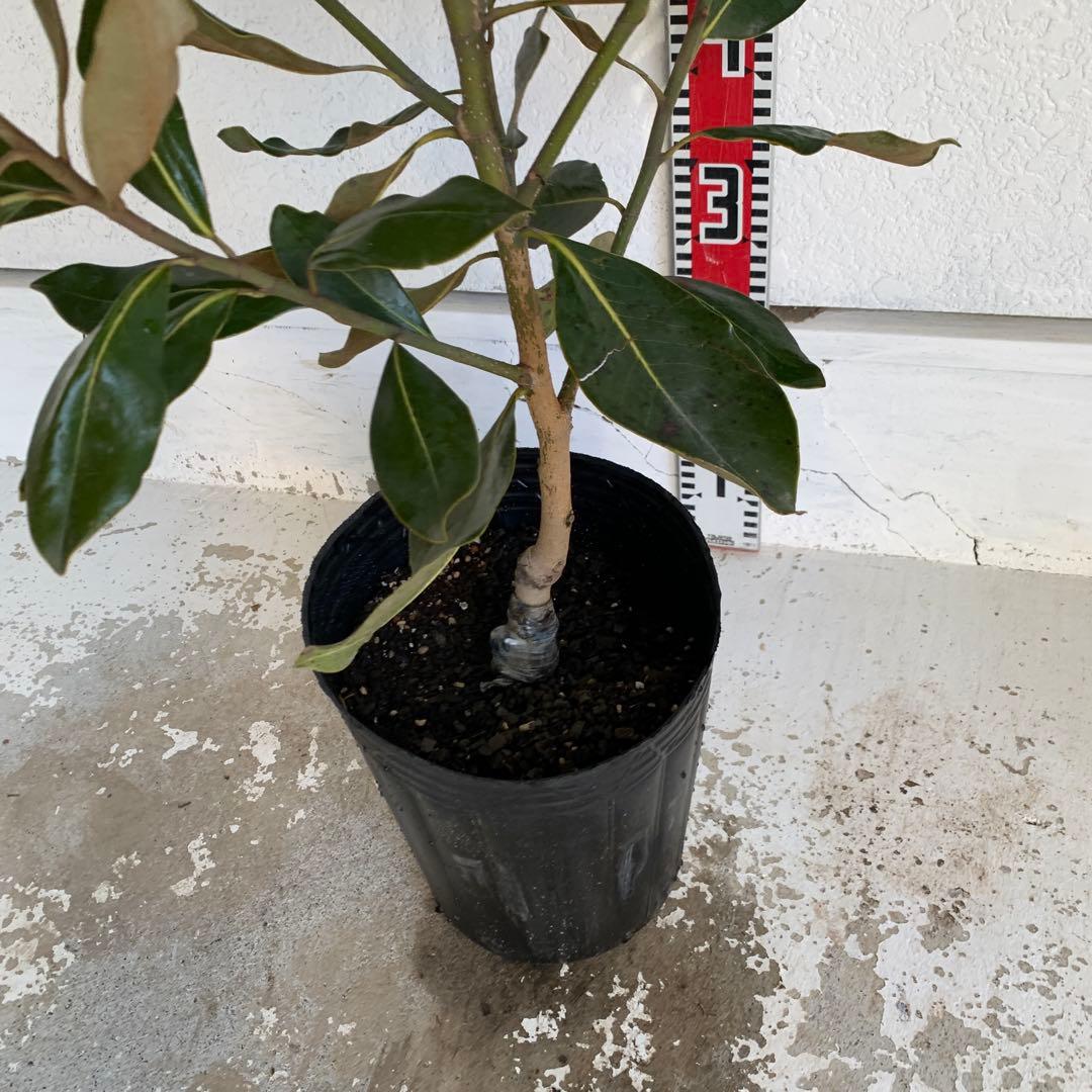タイサンボク　リトルジェム　約90cm 苗木/希少種 03