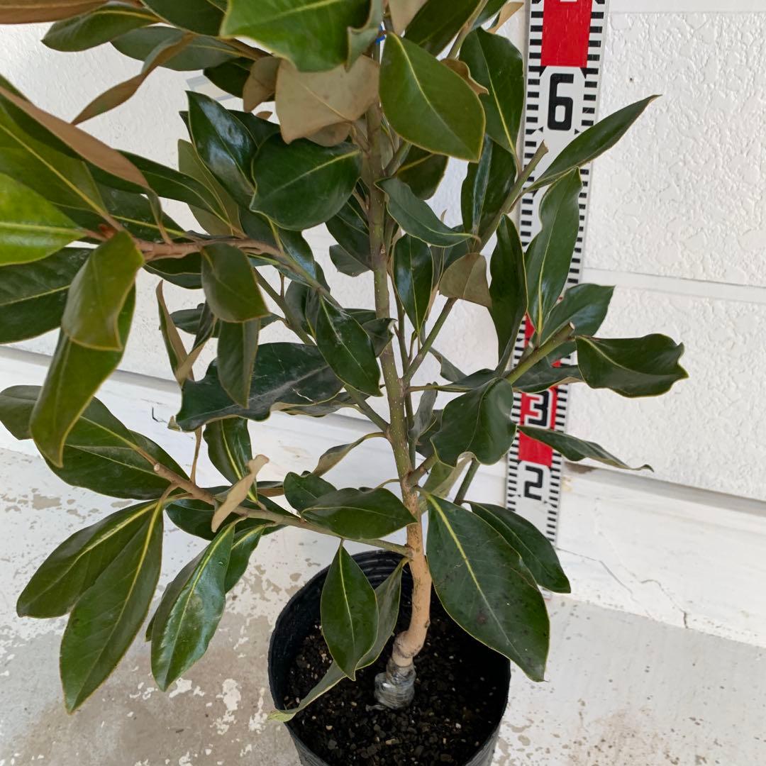 タイサンボク　リトルジェム　約90cm 苗木/希少種 03