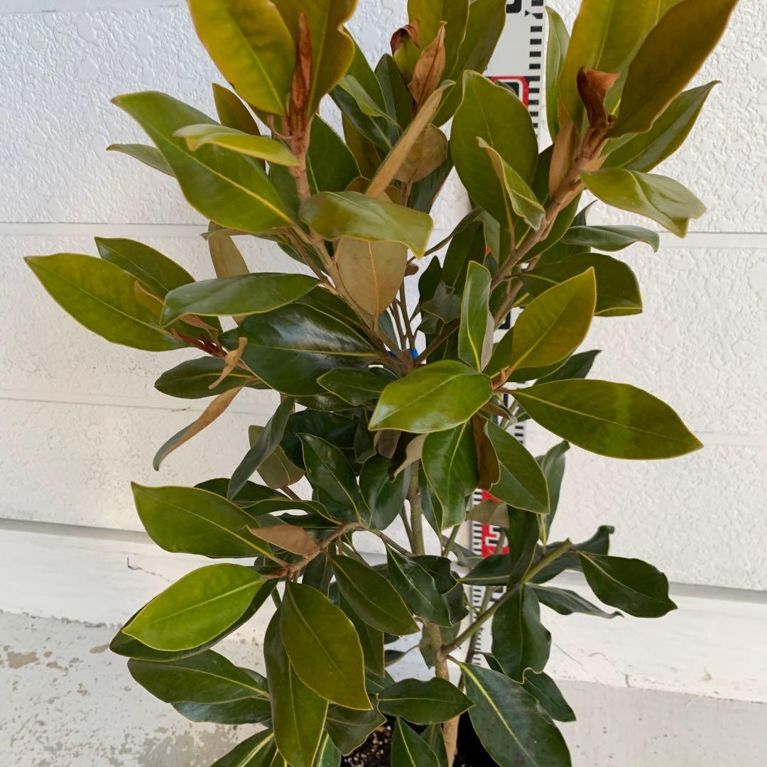 タイサンボク　リトルジェム　約90cm 苗木/希少種 03