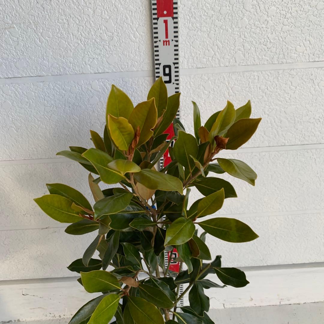 タイサンボク　リトルジェム　約90cm 苗木/希少種 03