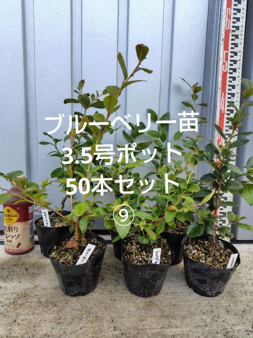 ブルーベリー苗3.5号ポット50本セット⑨