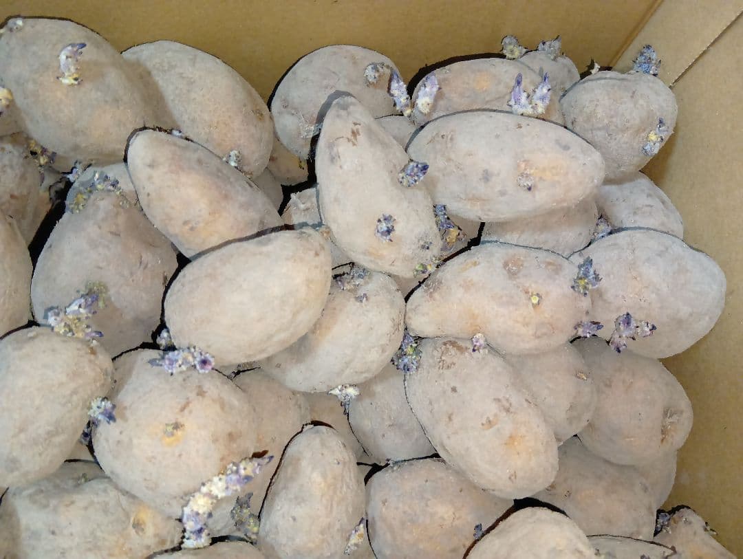 インカのめざめ 種芋 7kg