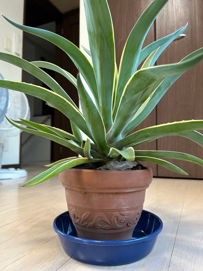アガベ 観葉植物 中型 テラコッタ鉢