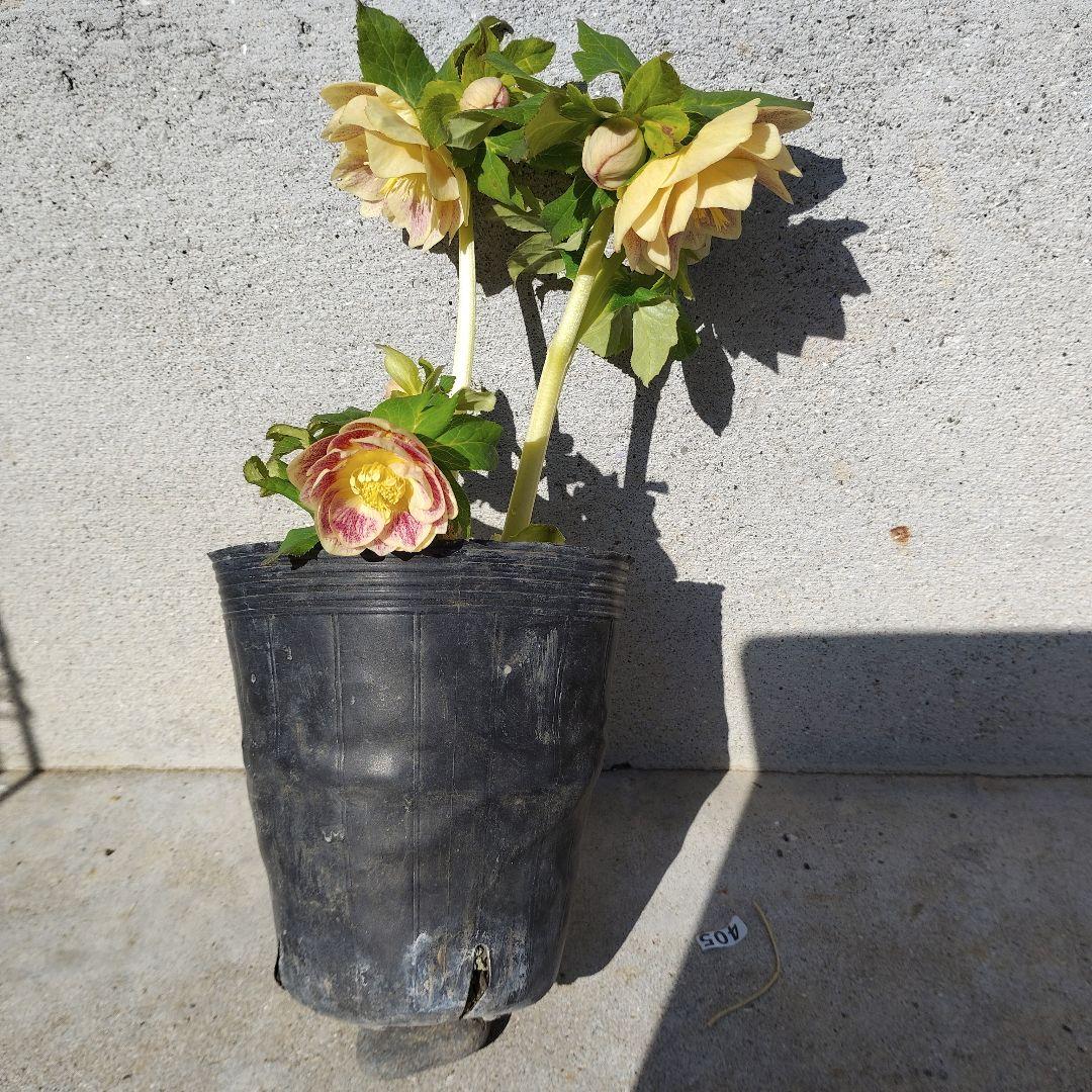 クリスマスローズ(プリマベーラゴールド)