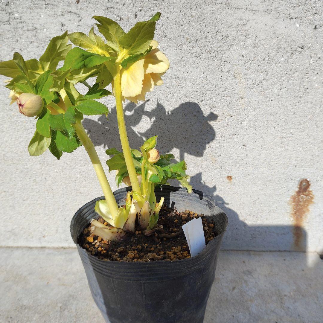 クリスマスローズ(プリマベーラゴールド)