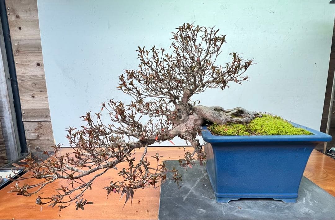 さつき　皐月盆栽　金采　半懸崖　サバ幹　横幅約50センチ