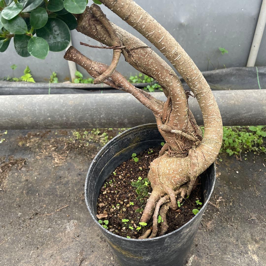 パンダガジュマル　コパンダ接木　6号サイズ