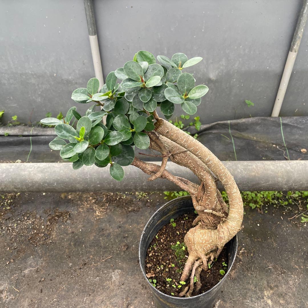 パンダガジュマル　コパンダ接木　6号サイズ