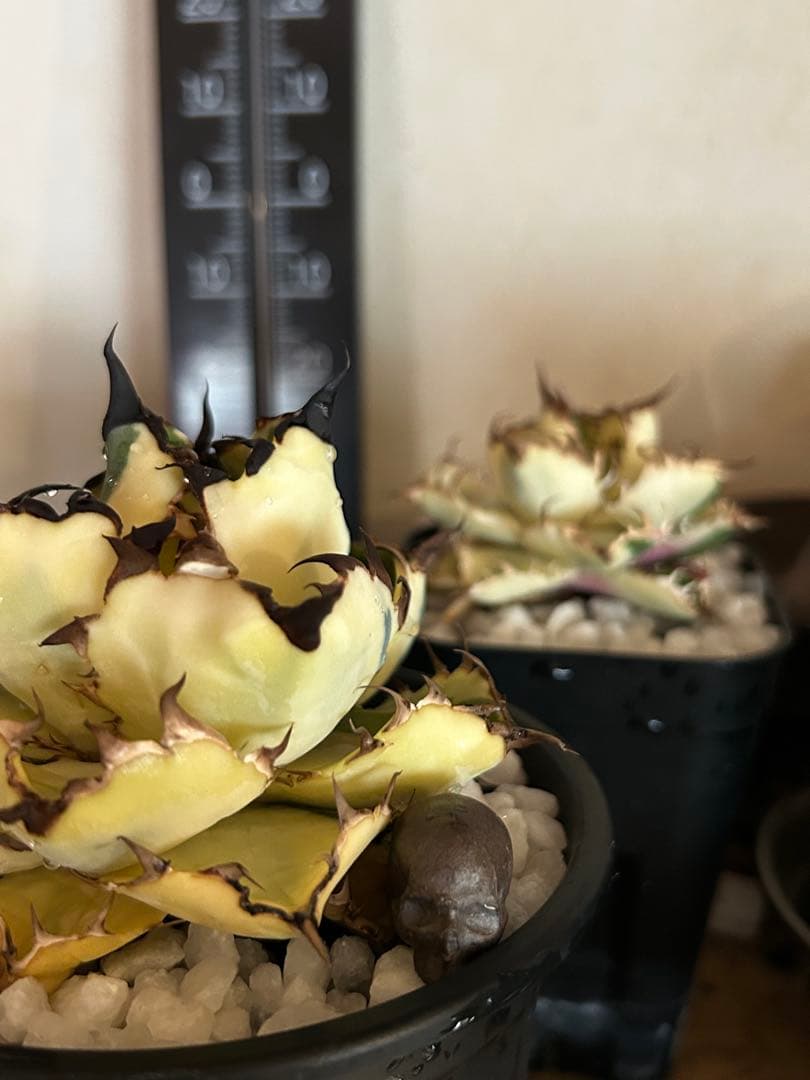 陶製品 10コセット　アガベ塊根に