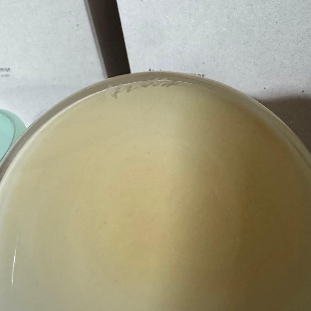 辻和美　factory zoomer 2点セット　パステルカラー