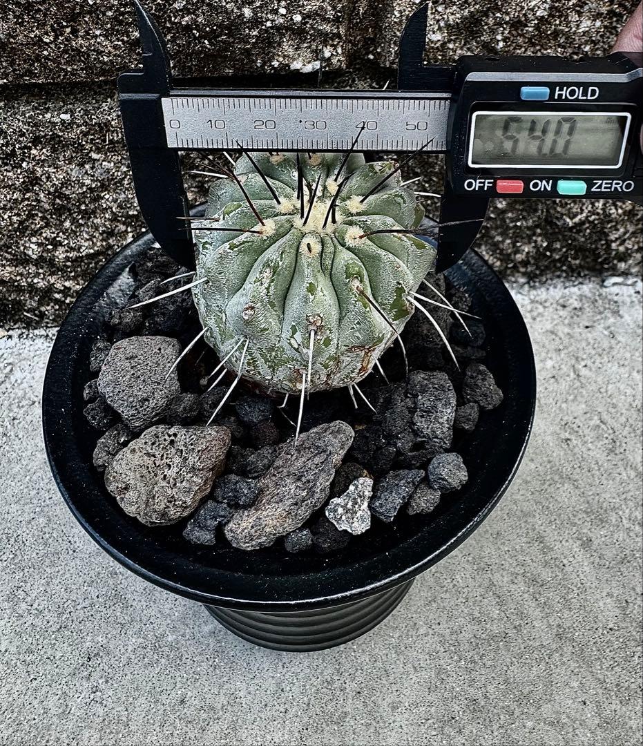 発根済み コピアポア デアルバータ 黒士冠 カキコ自根　鉢ごと発送