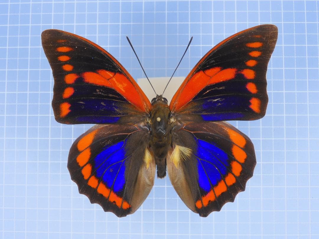 標本 Peru Prepona praeneste 84mm