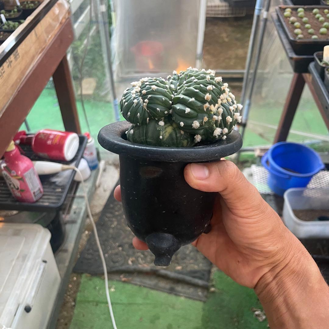 コレクション株❗️ 瑠璃兜錦　綴化　実生　アストロフィツム