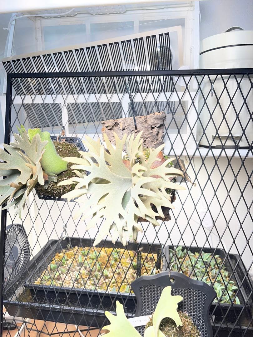 ビカクシダ P. willinckii Jenny TC スーパードワーフ