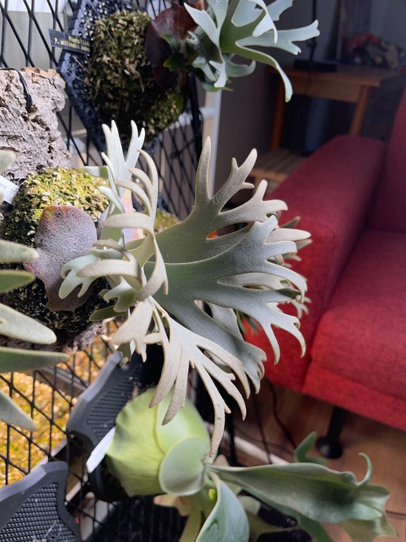 ビカクシダ P. willinckii Jenny TC スーパードワーフ