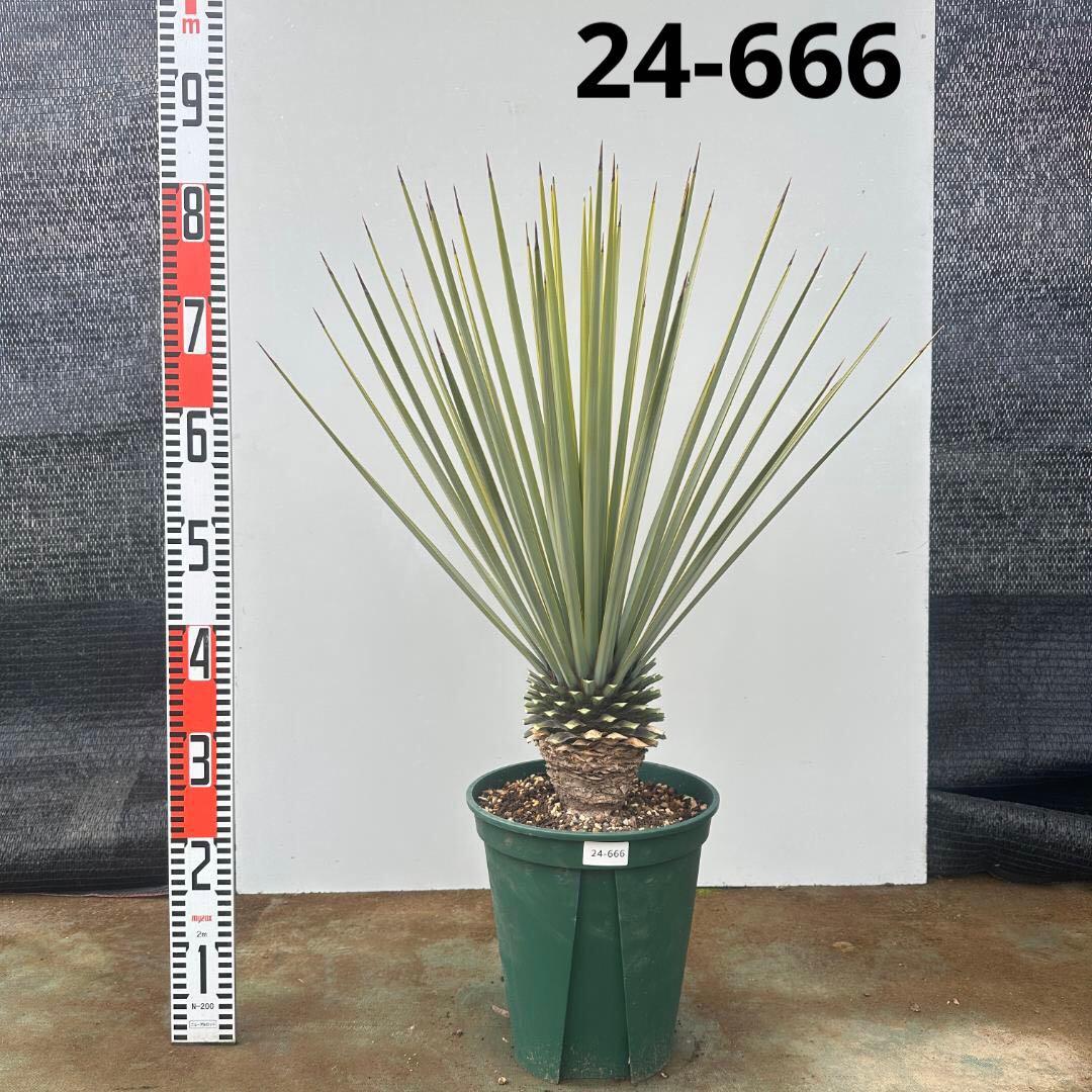 ユッカ　リギダ【24-666】