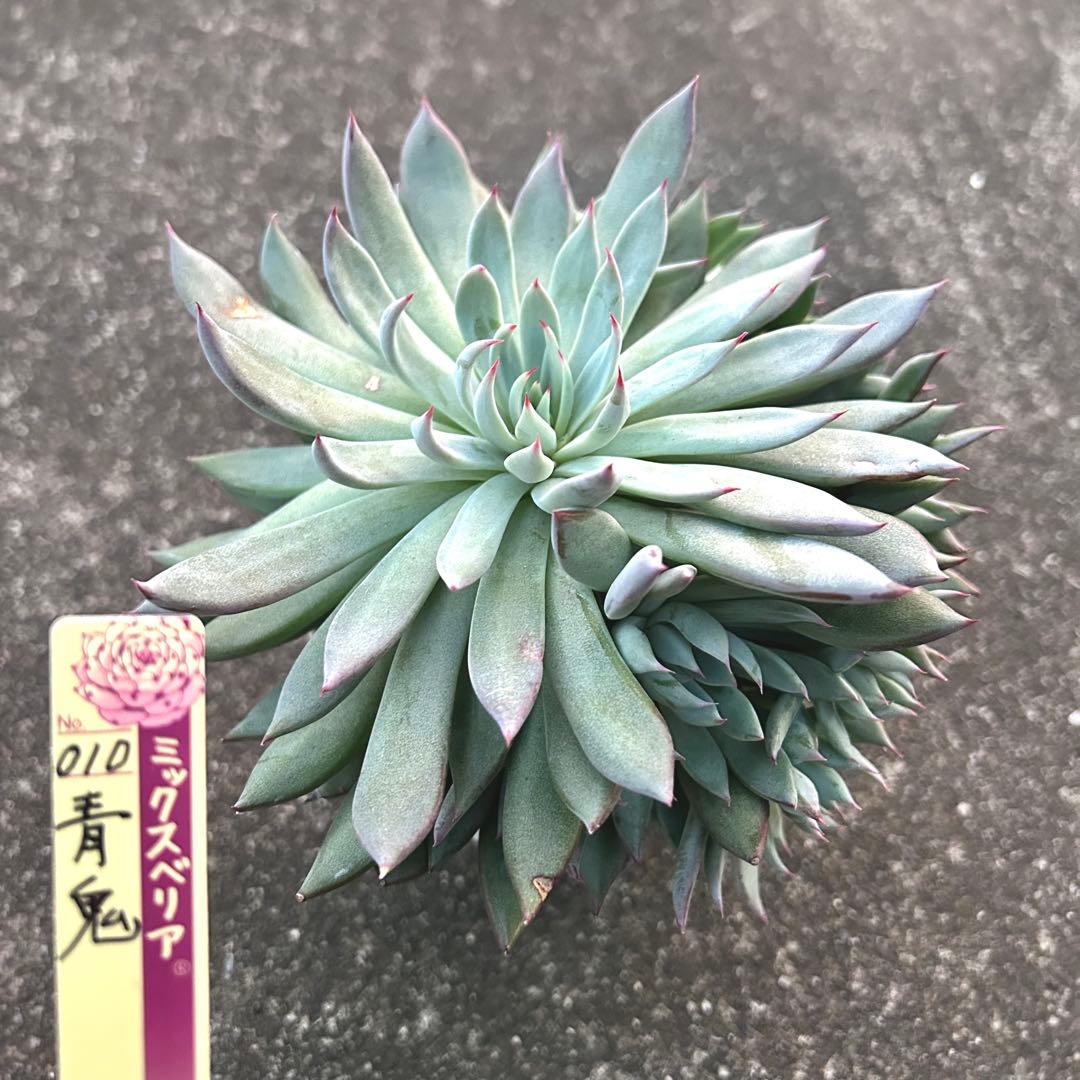 青鬼　札なし　鉢ごと発送　ミックスベリア　おらいさん苗　多肉植物