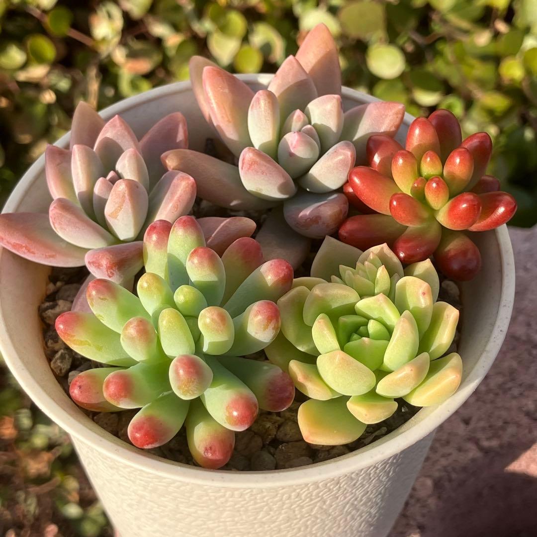 多肉植物 カット苗