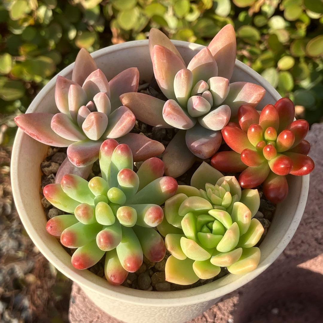 多肉植物 カット苗