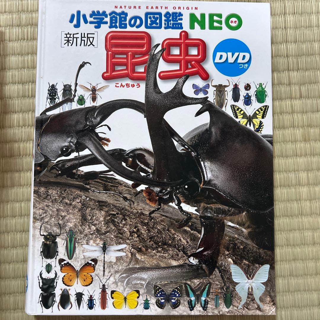専用！