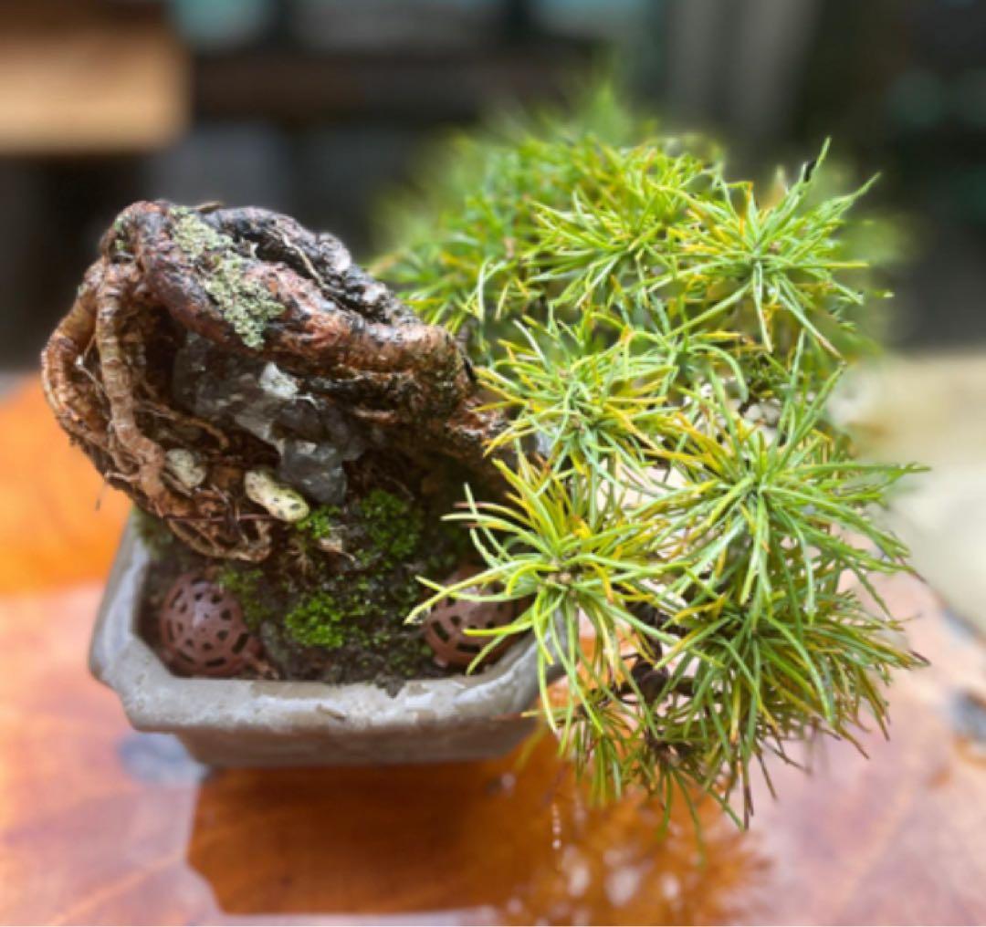 五葉松　盆栽