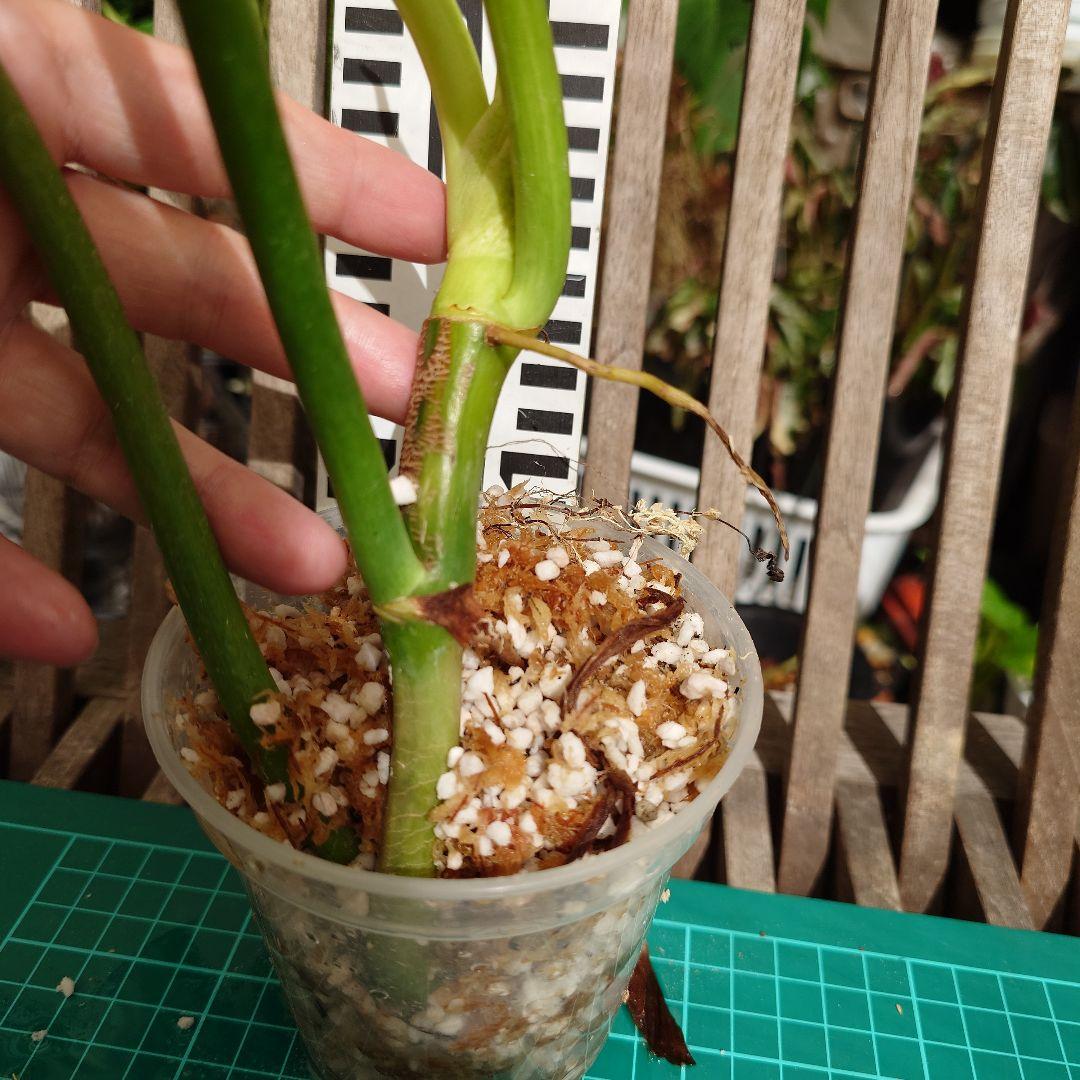 【希少】フィロデンドロンボブシー　極斑入り　スプラッシュの様なハーフ斑♡