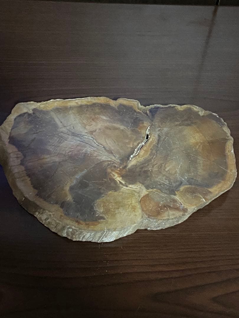 超〜特大 博物館級ペトリファイドウッド原石 唯一無二の美麗さ艶 珪化木 化石木