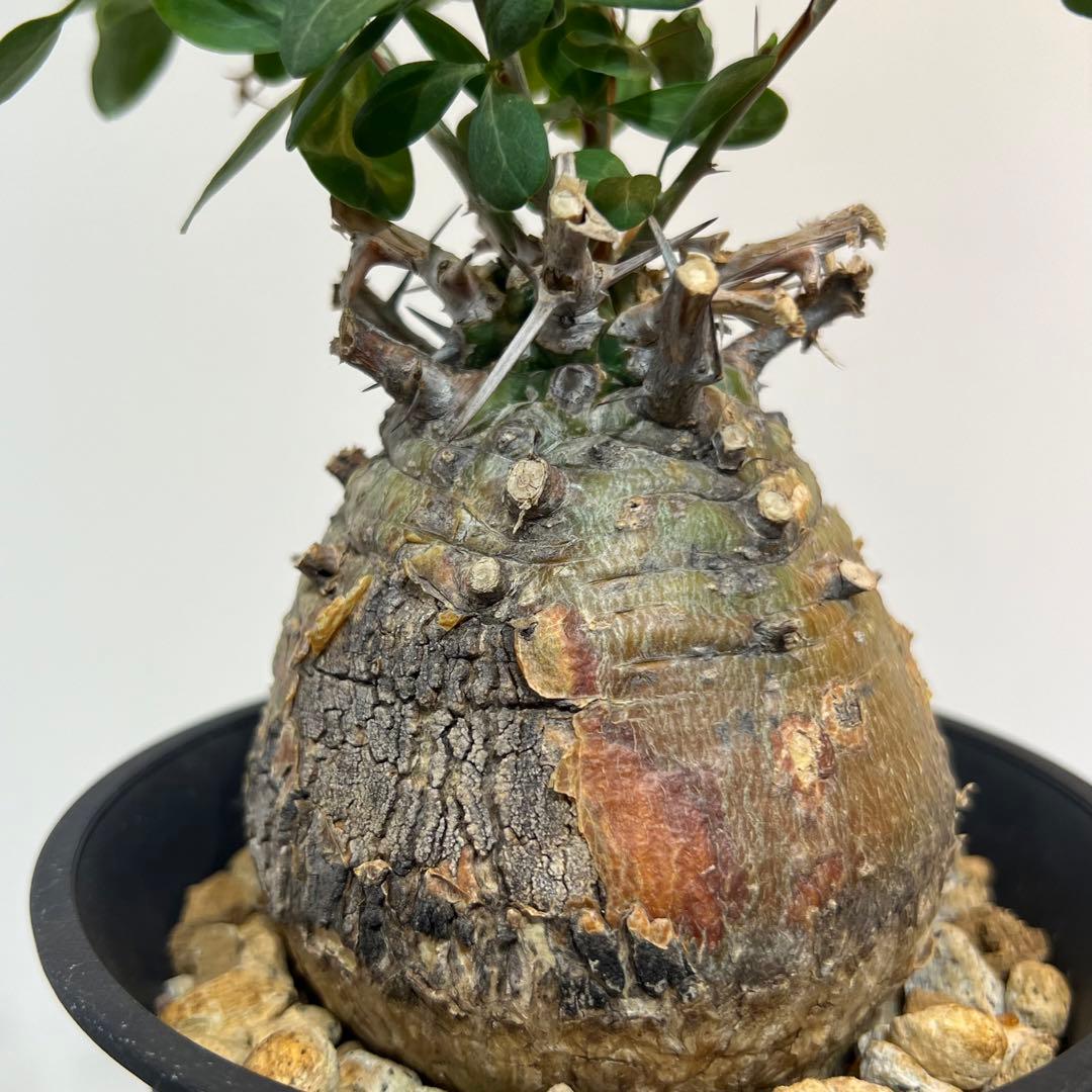 【丸型コレクション株】フォークイエリア コルムナリス 観峰玉 現地球 発根済