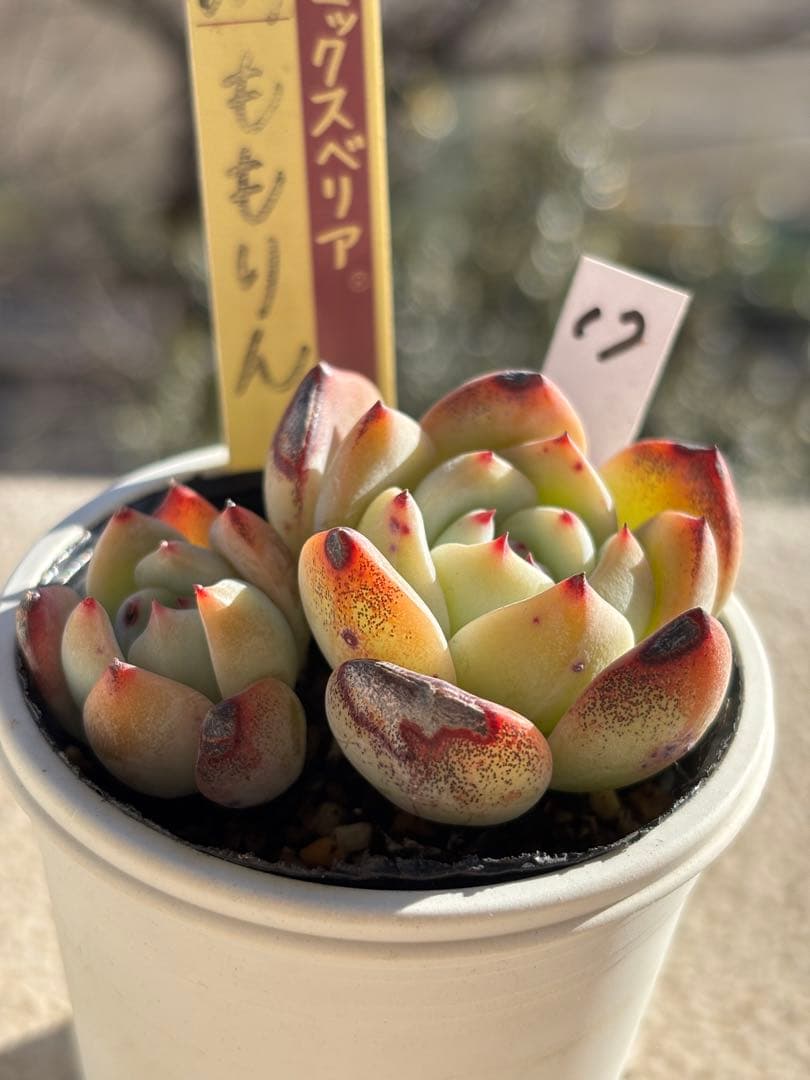 １７　訳あり　多肉　ももりん　ミックスベリア　おらいさん苗　検) 青札　ざわわ